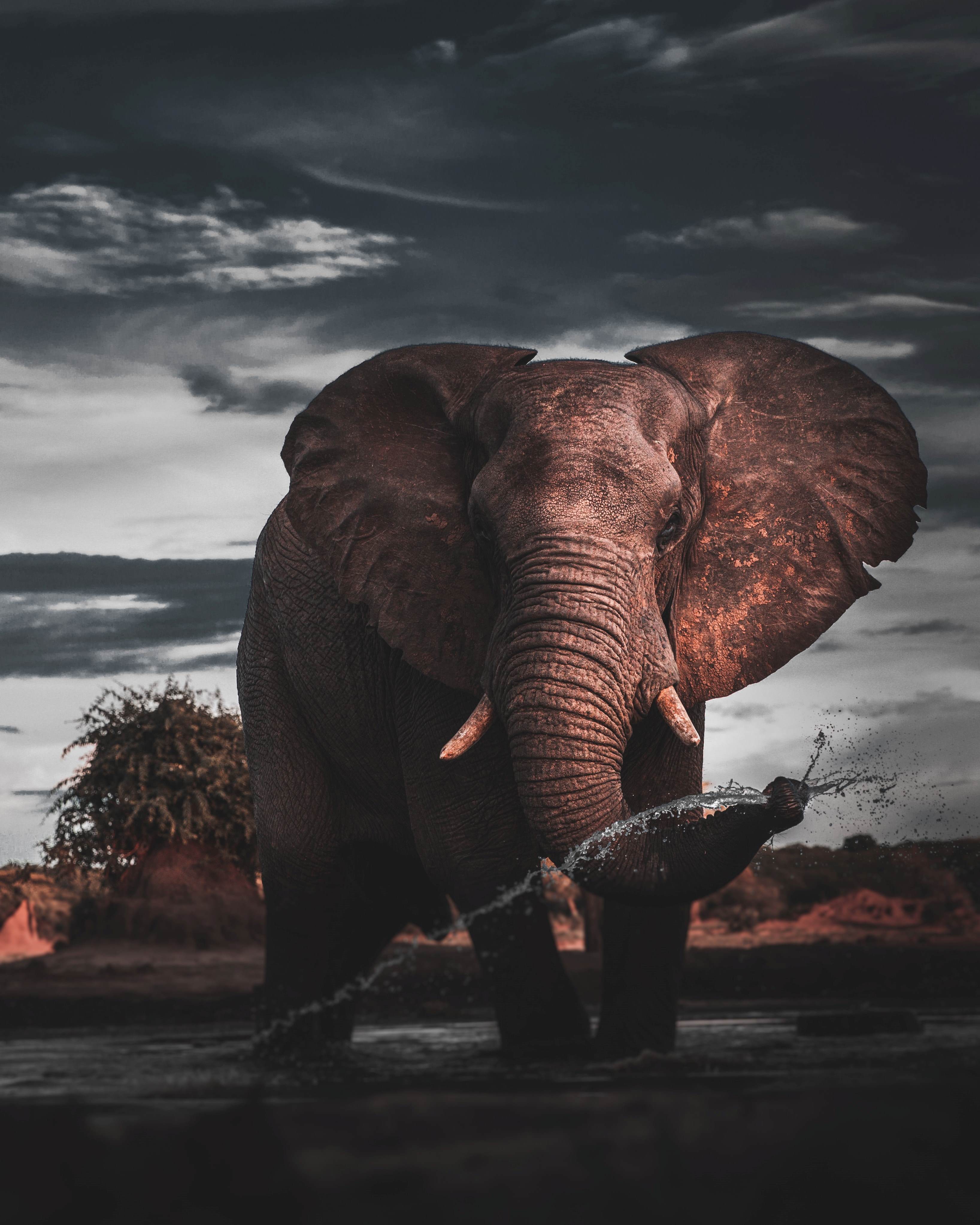 Picture of a elephant