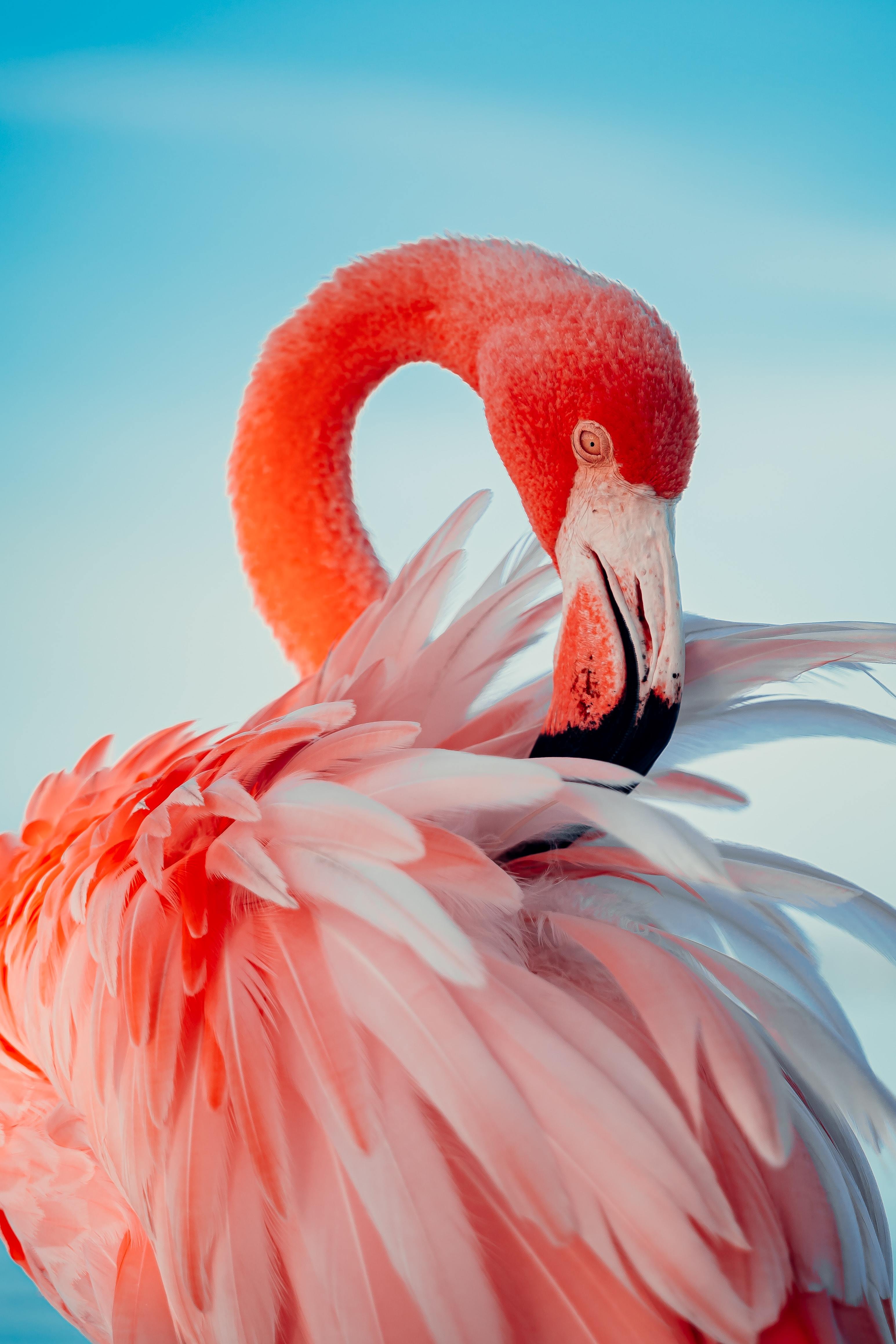 Picture of a flamingo