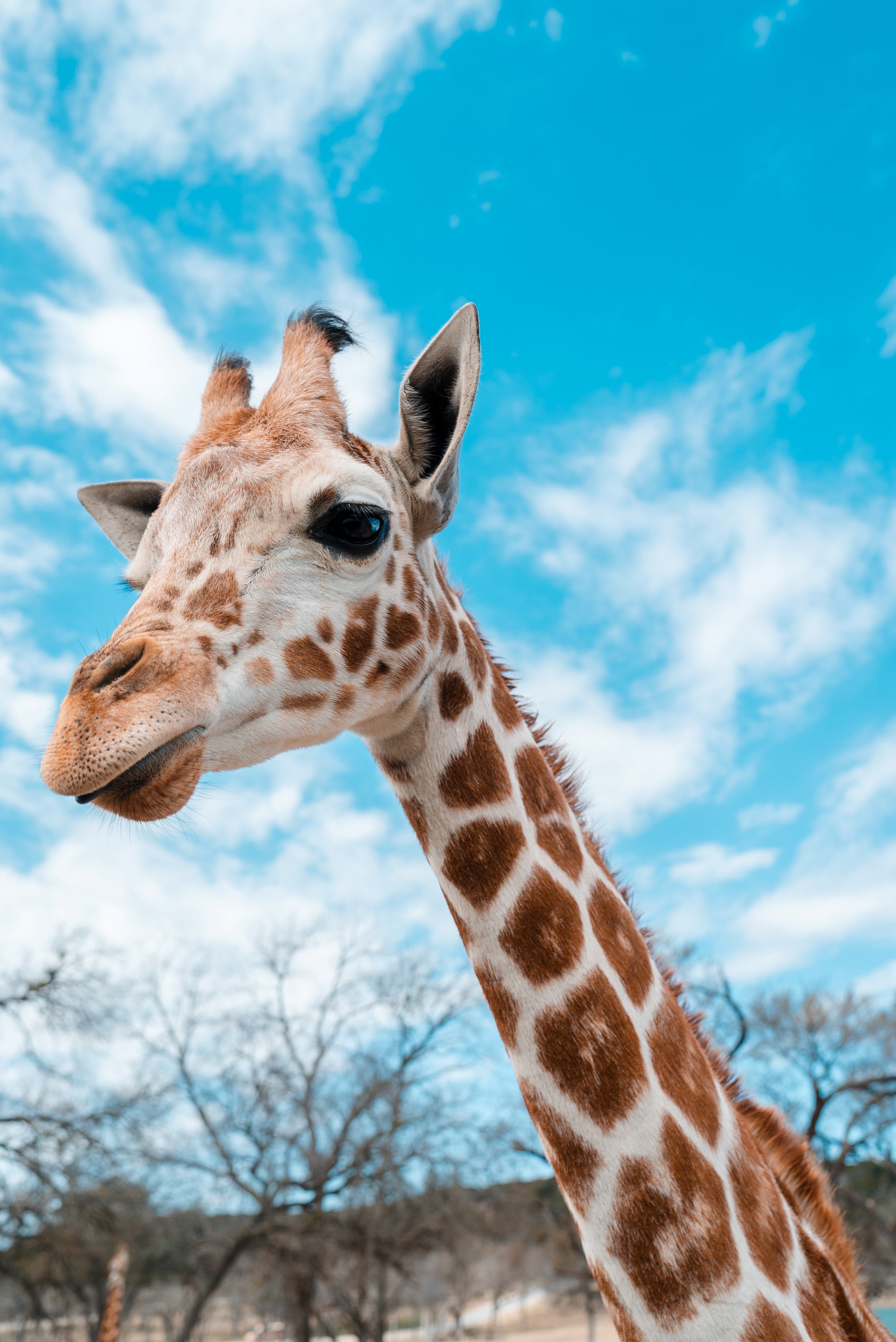 Picture of a giraffe