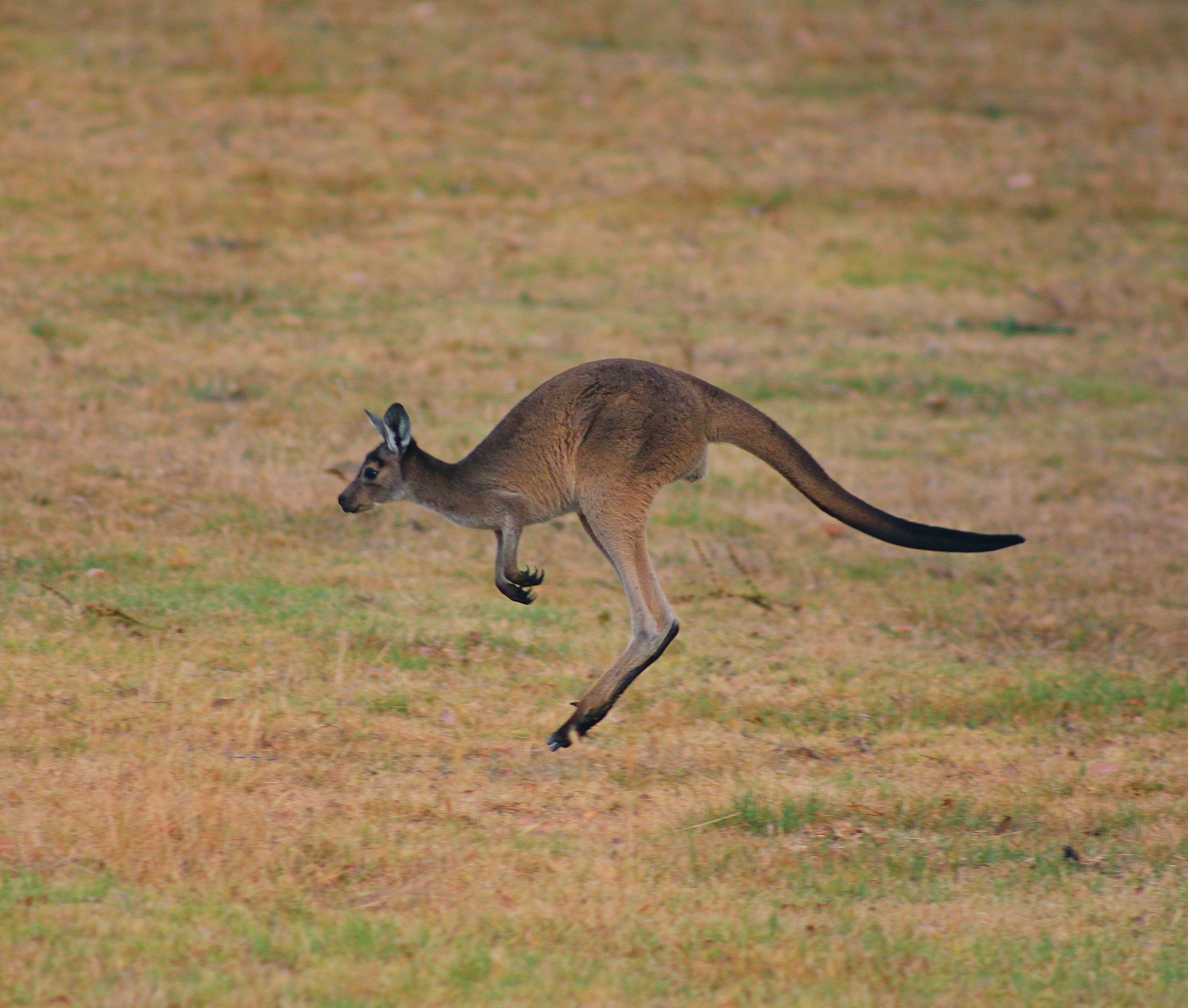 Picture of a kangaroo